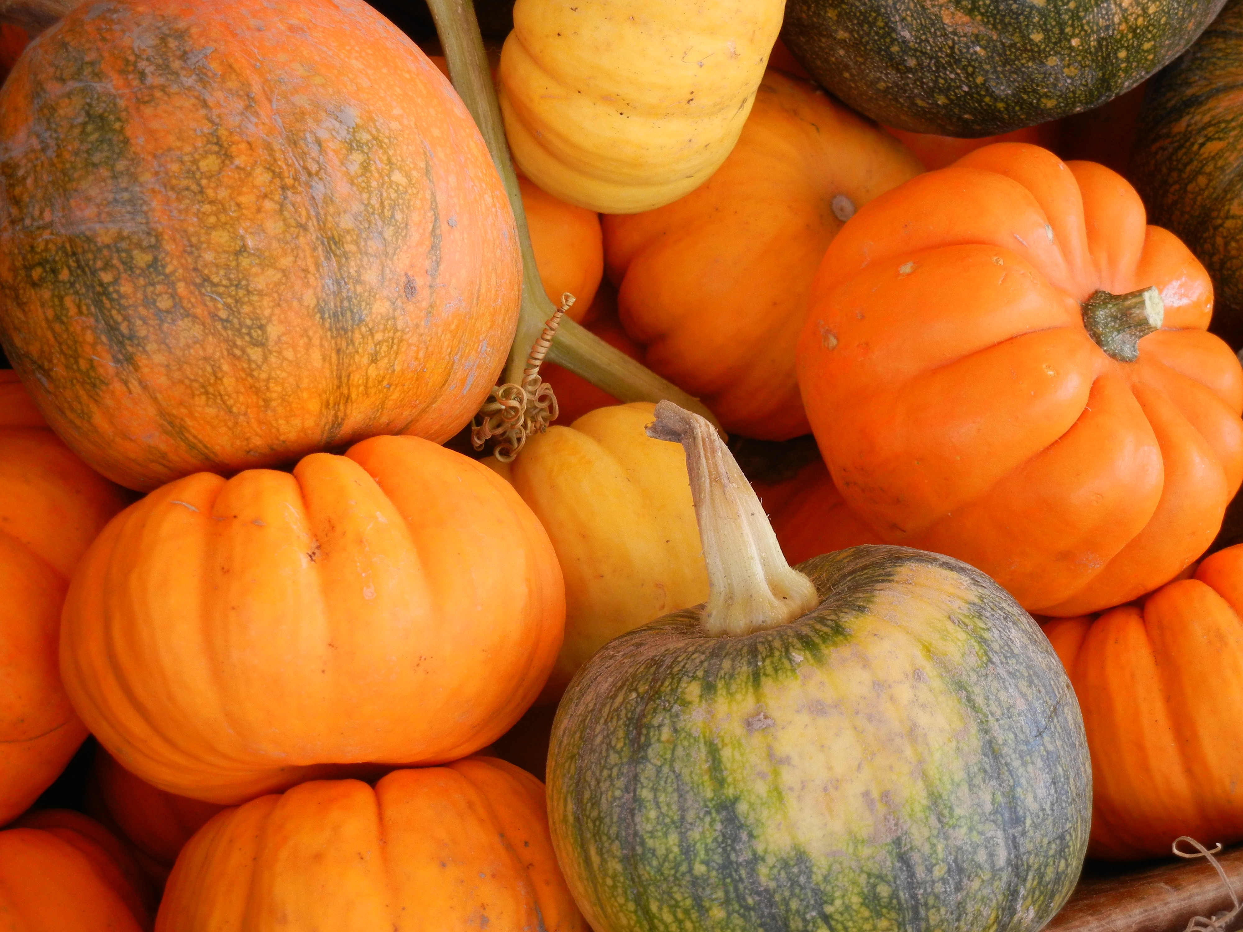 Nine Fabulous Ways To Get Creative With Pumpkin Cooking For Busy Mums